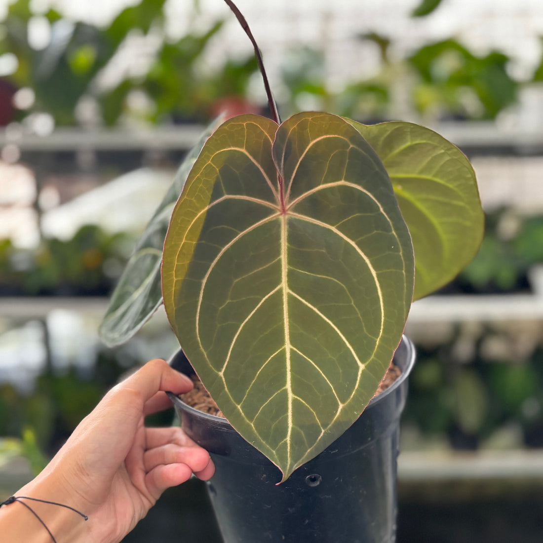 RP17-9 Anthurium Forgetii x AOS