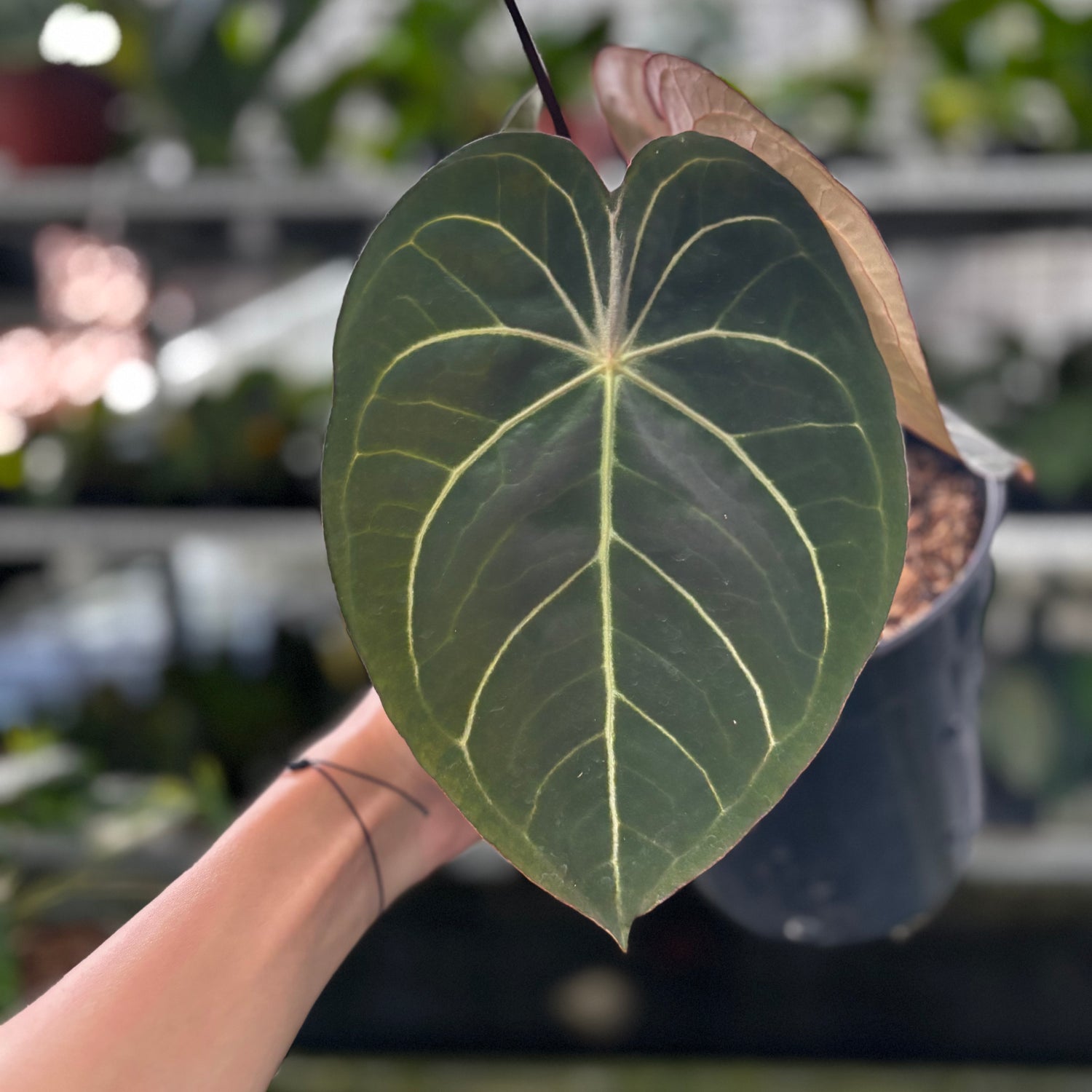 RP17-9 Anthurium Forgetii x AOS