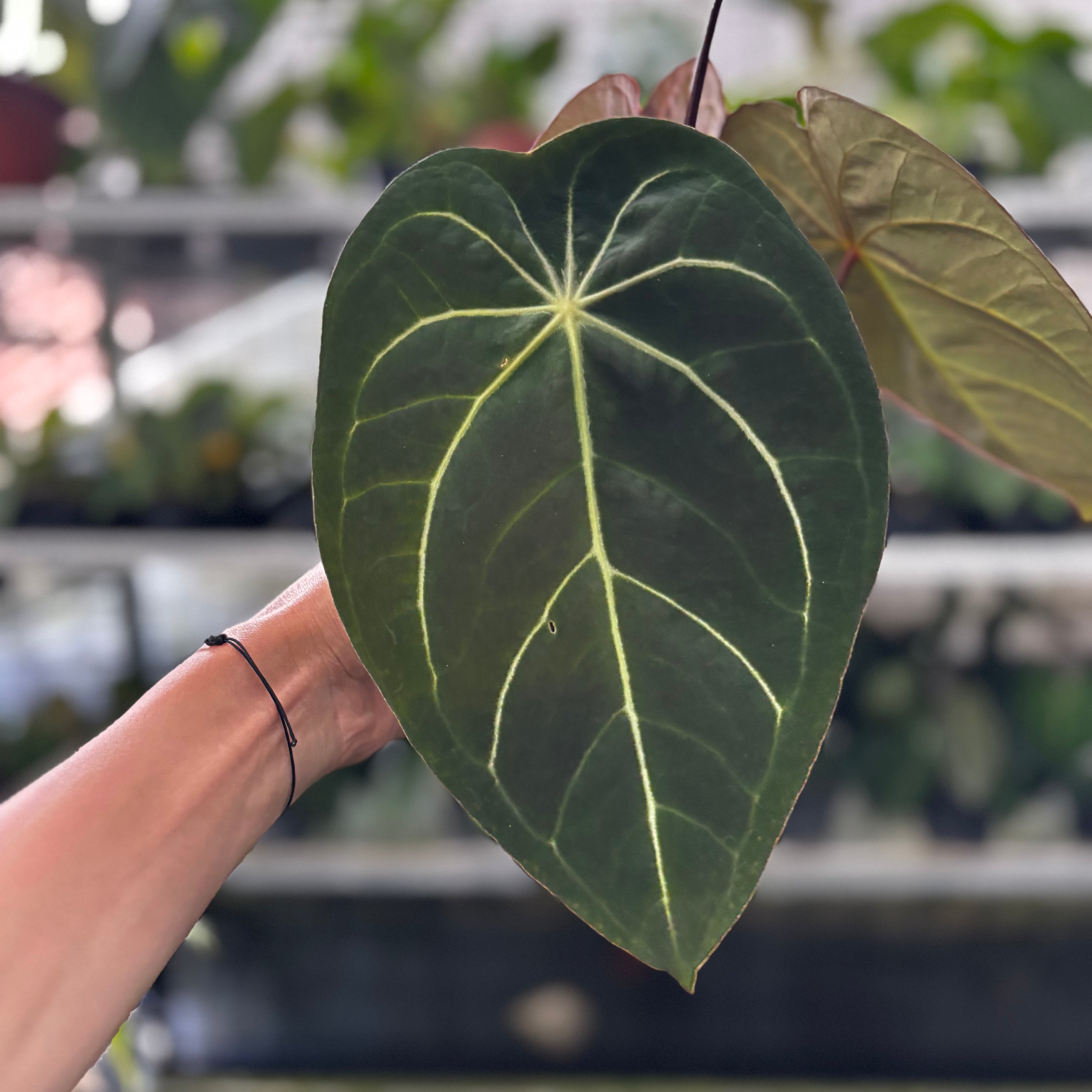 RP17-9 Anthurium Forgetii x AOS