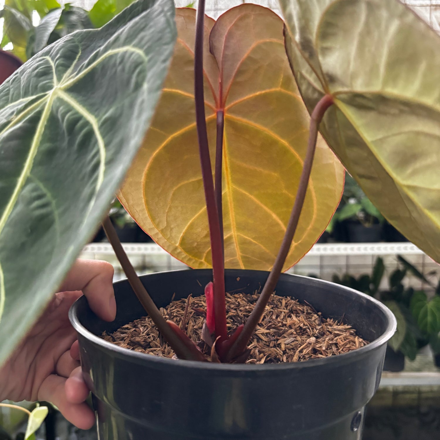RP17-9 Anthurium Forgetii x AOS