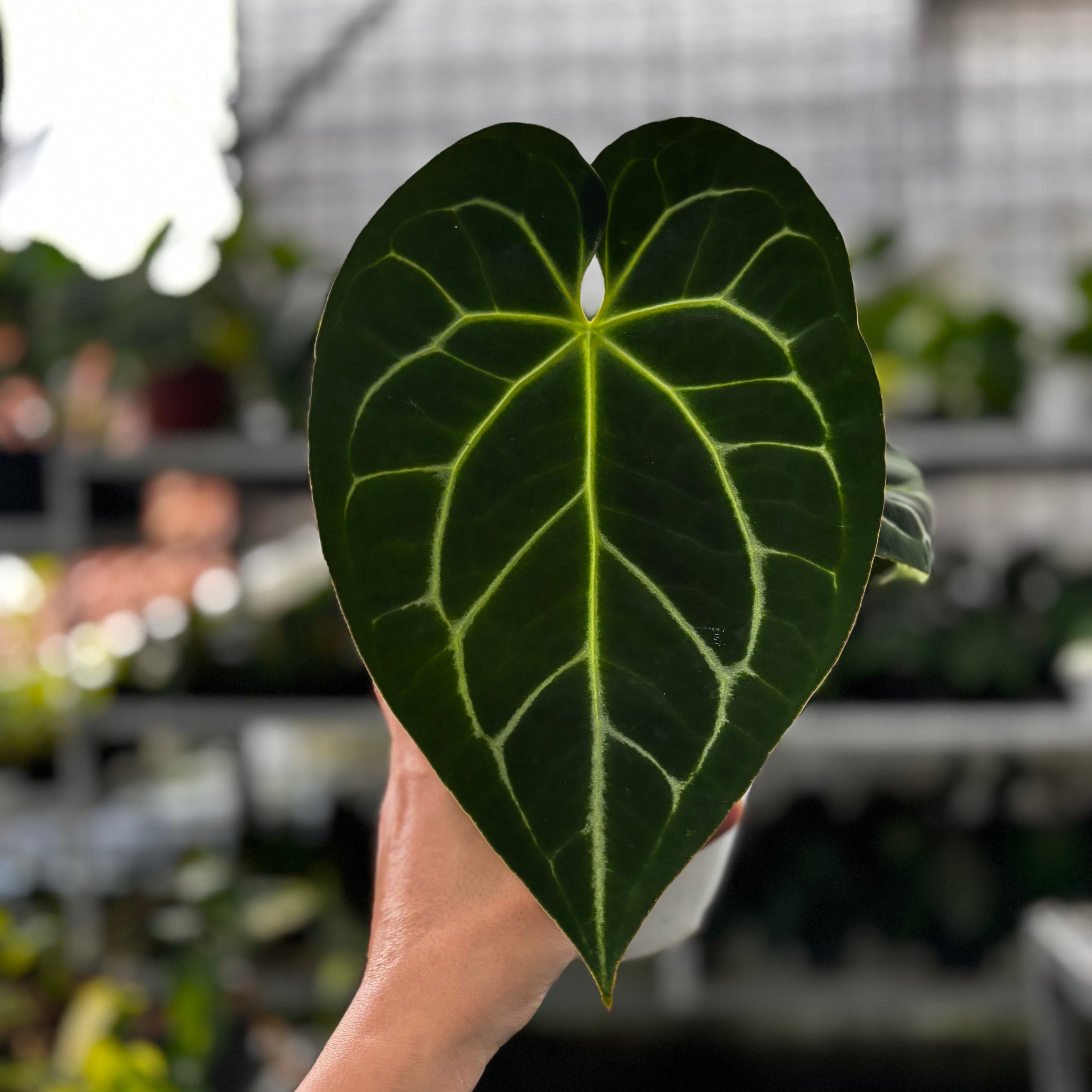 RP20-9 Anthurium Magnificum Hybrid selected