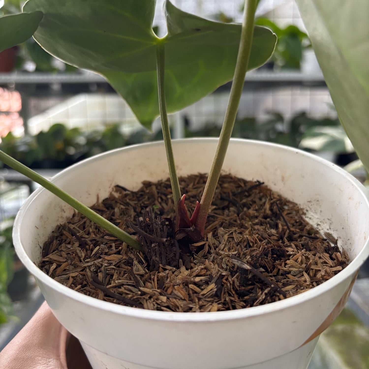 RP20-9 Anthurium Magnificum Hybrid selected