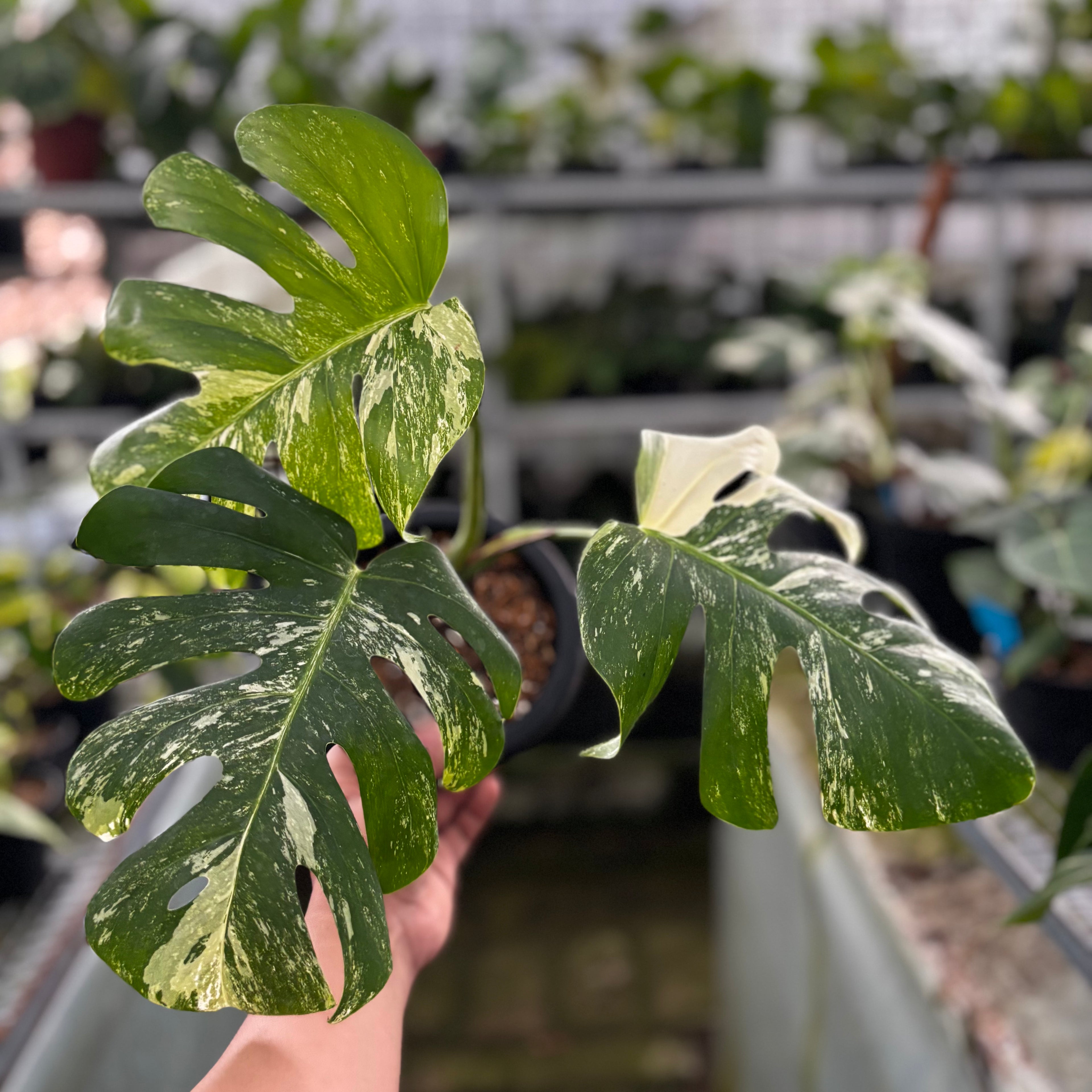 RP23-9 Monstera Albo Variegated
