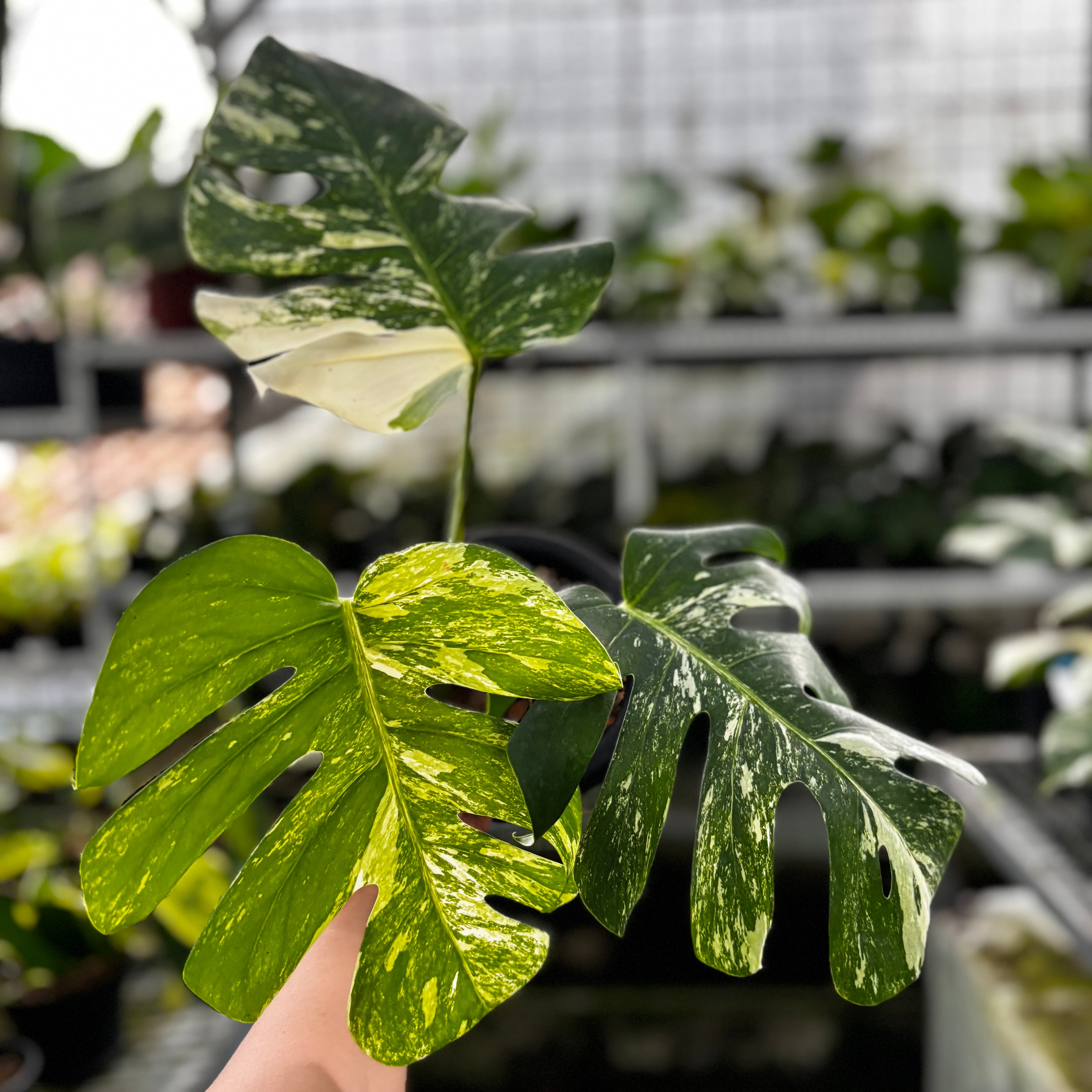 RP23-9 Monstera Albo Variegated