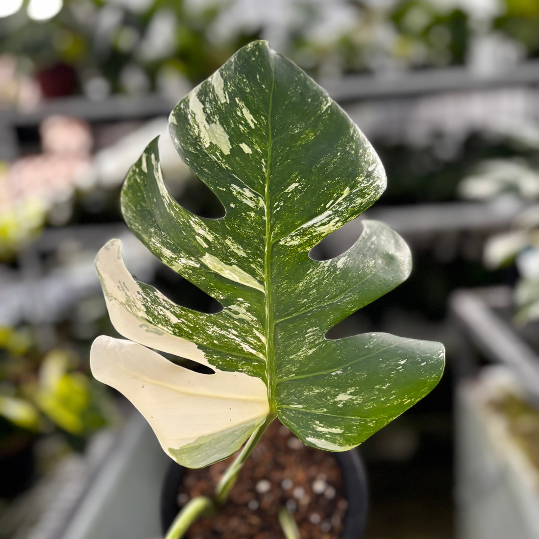 RP23-9 Monstera Albo Variegated
