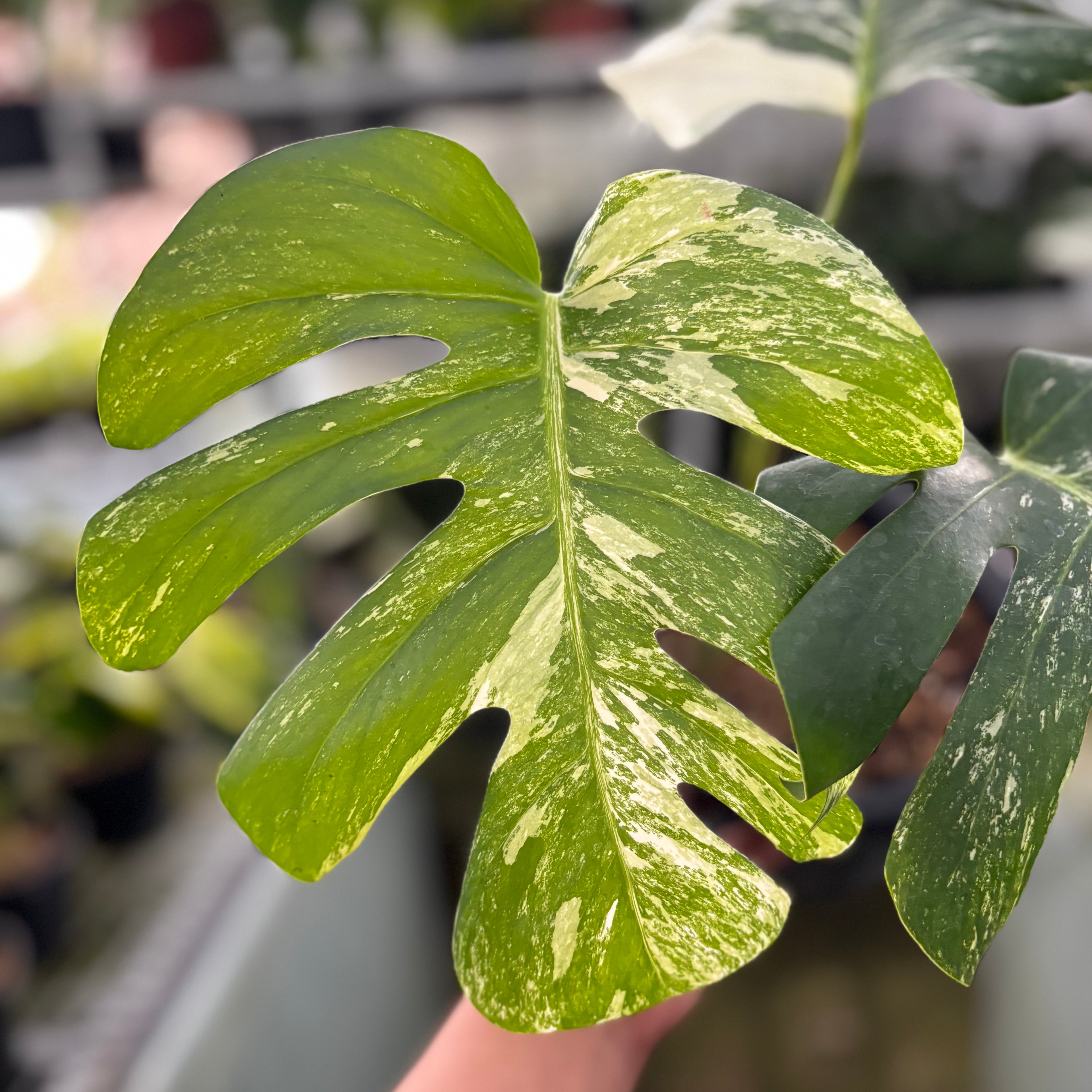 RP23-9 Monstera Albo Variegated