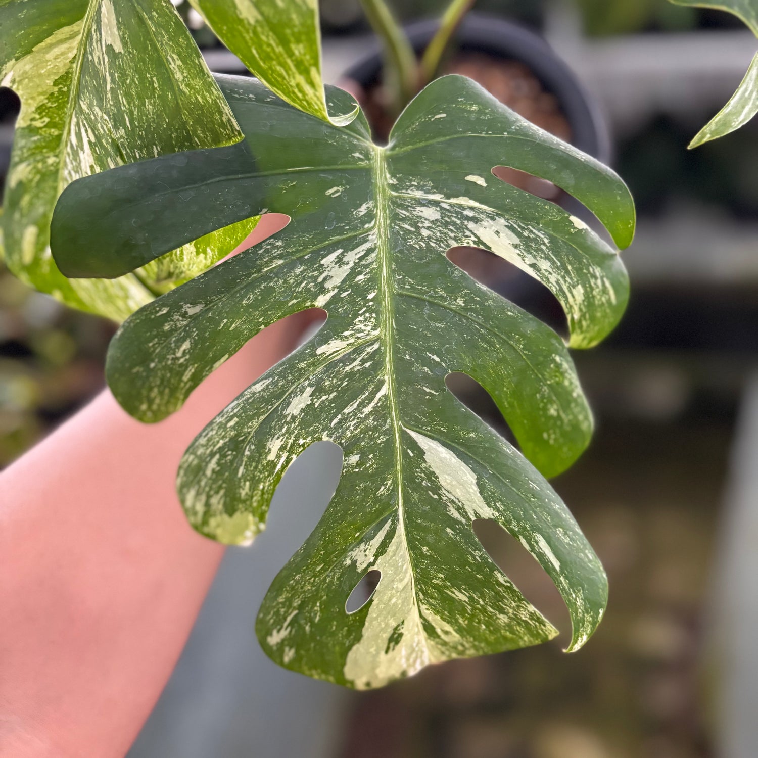 RP23-9 Monstera Albo Variegated