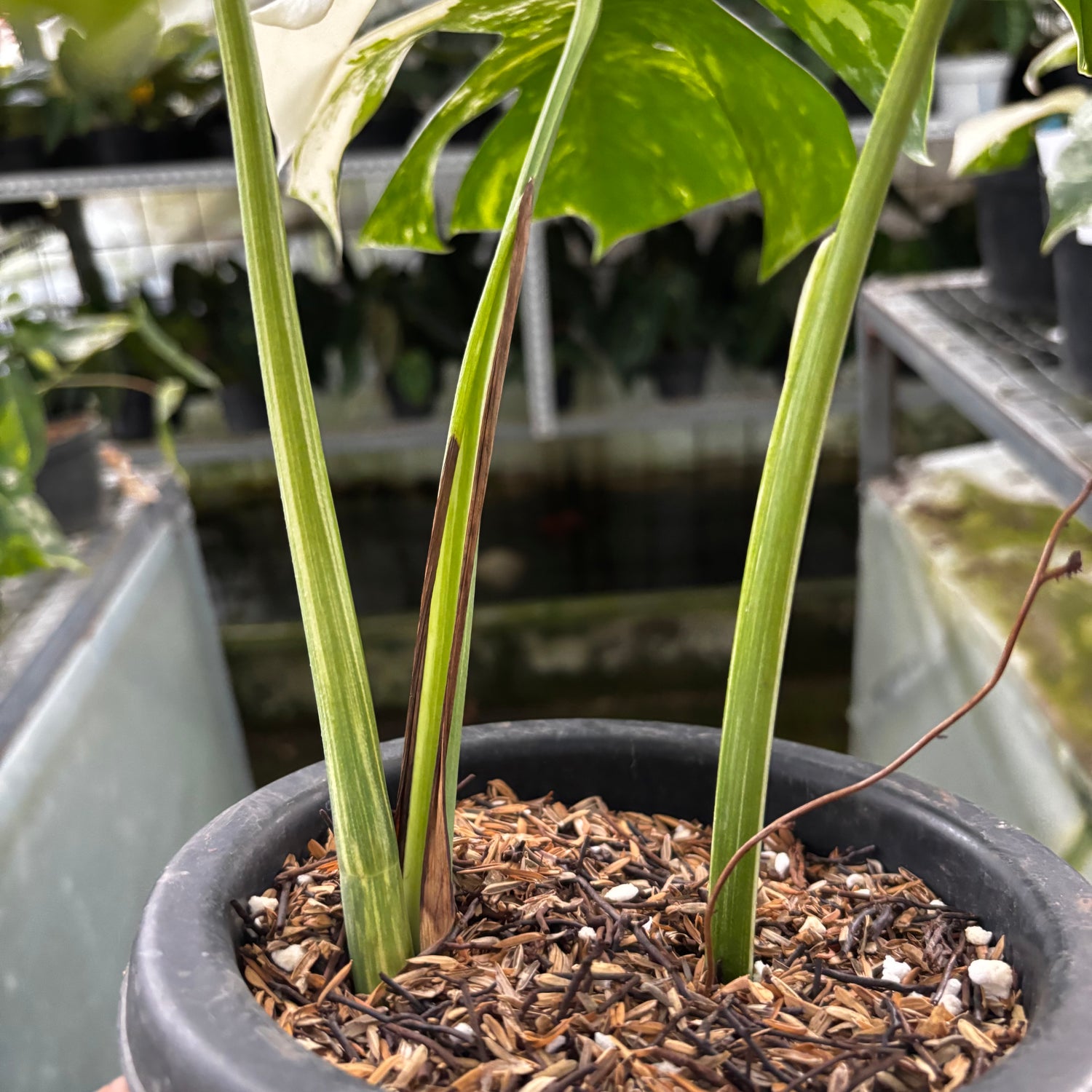 RP23-9 Monstera Albo Variegated