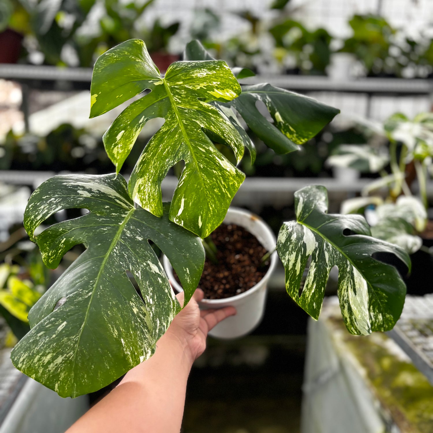 RP24-9 Monstera Albo Variegated