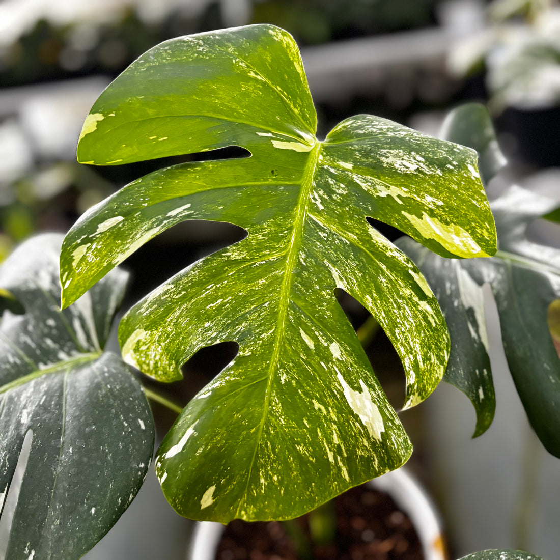 RP24-9 Monstera Albo Variegated