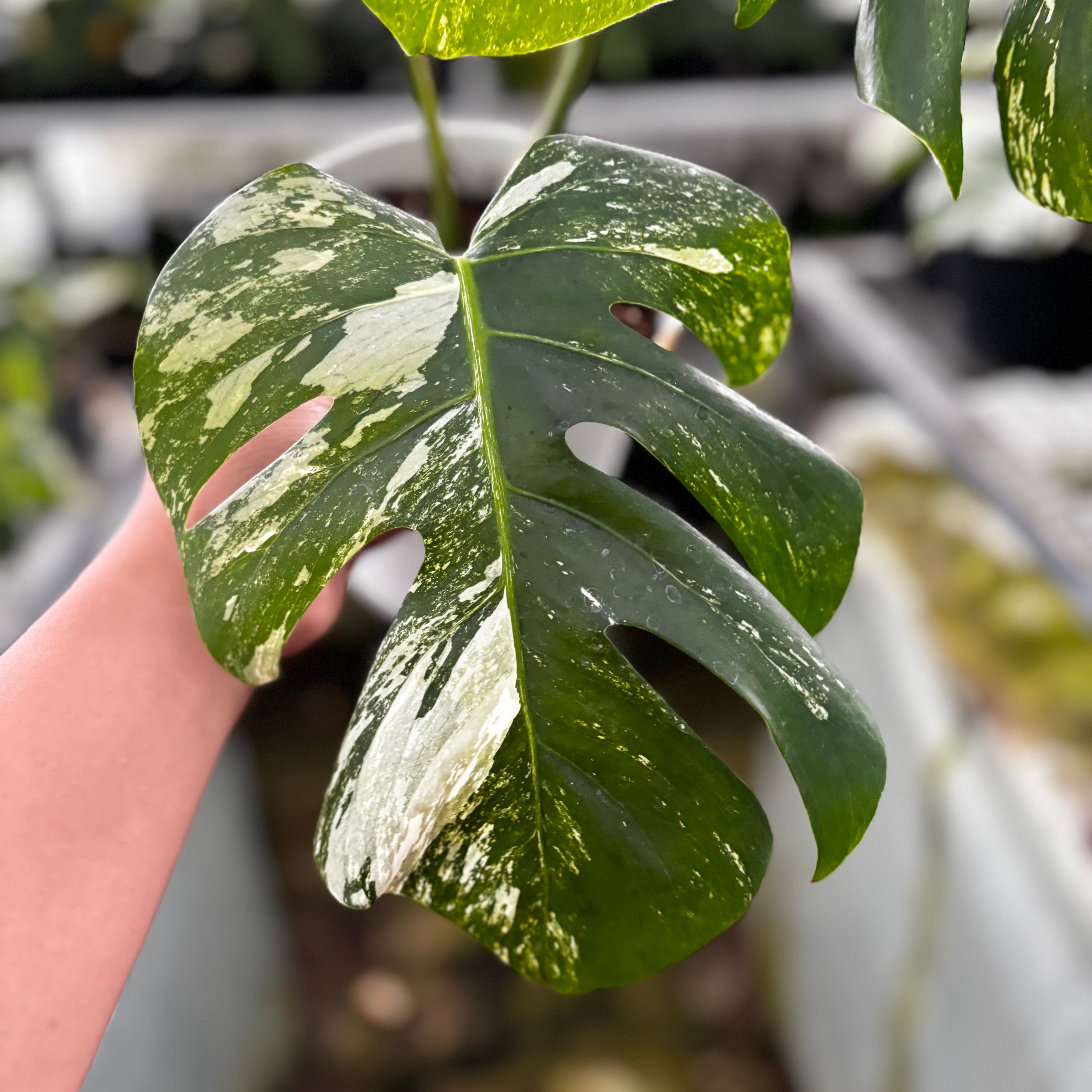 RP24-9 Monstera Albo Variegated