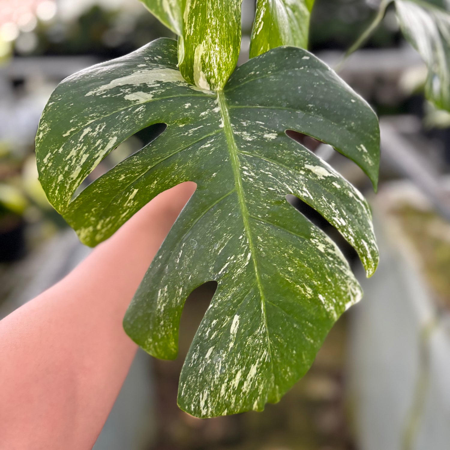 RP24-9 Monstera Albo Variegated