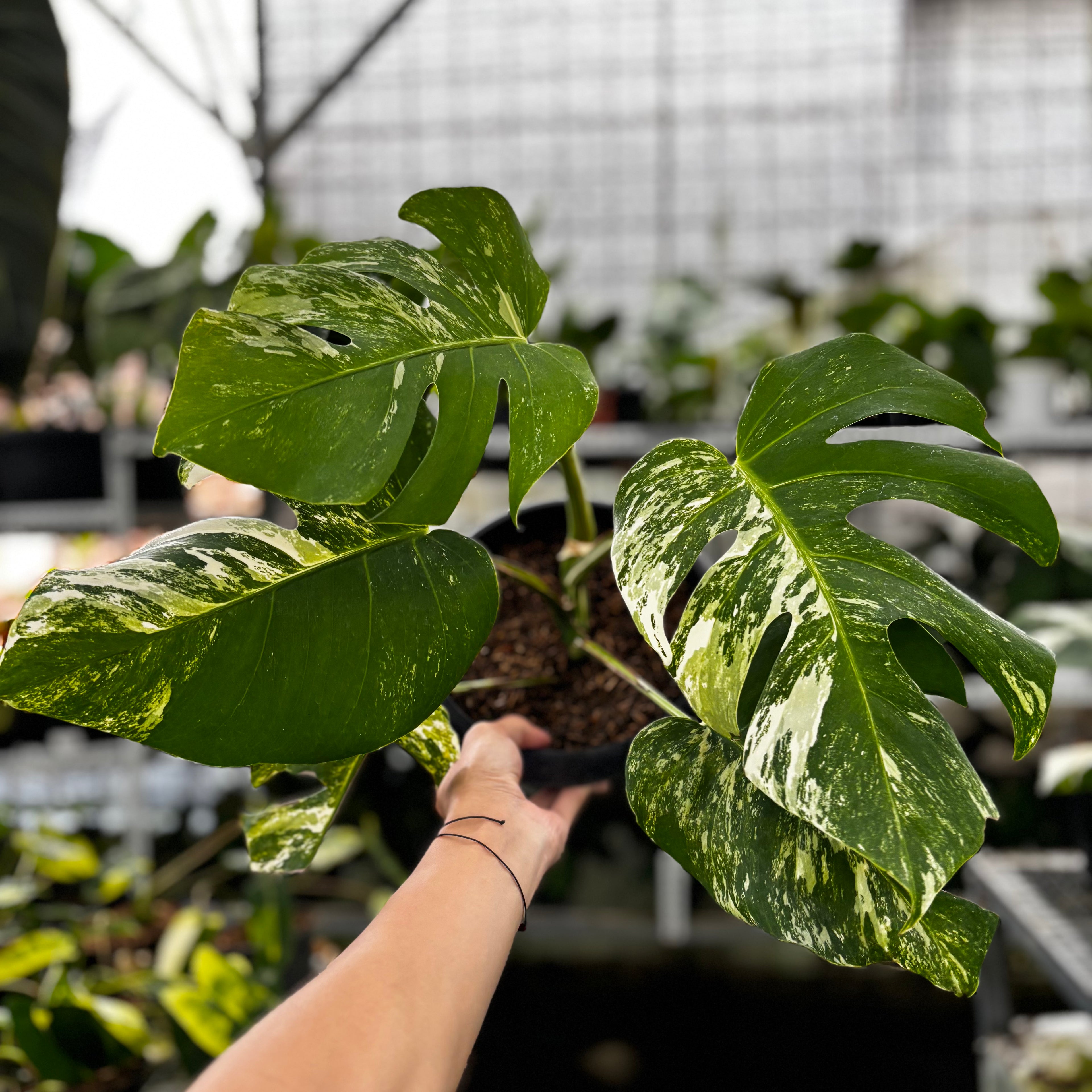 RP27-9 Monstera Albo Variegated