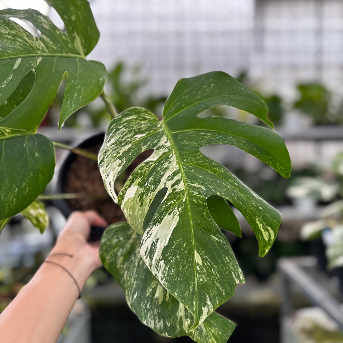 RP27-9 Monstera Albo Variegated