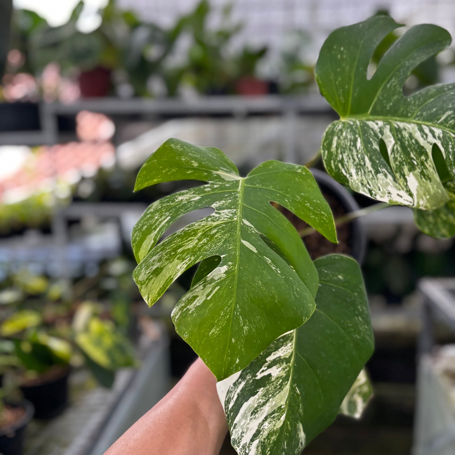 RP27-9 Monstera Albo Variegated