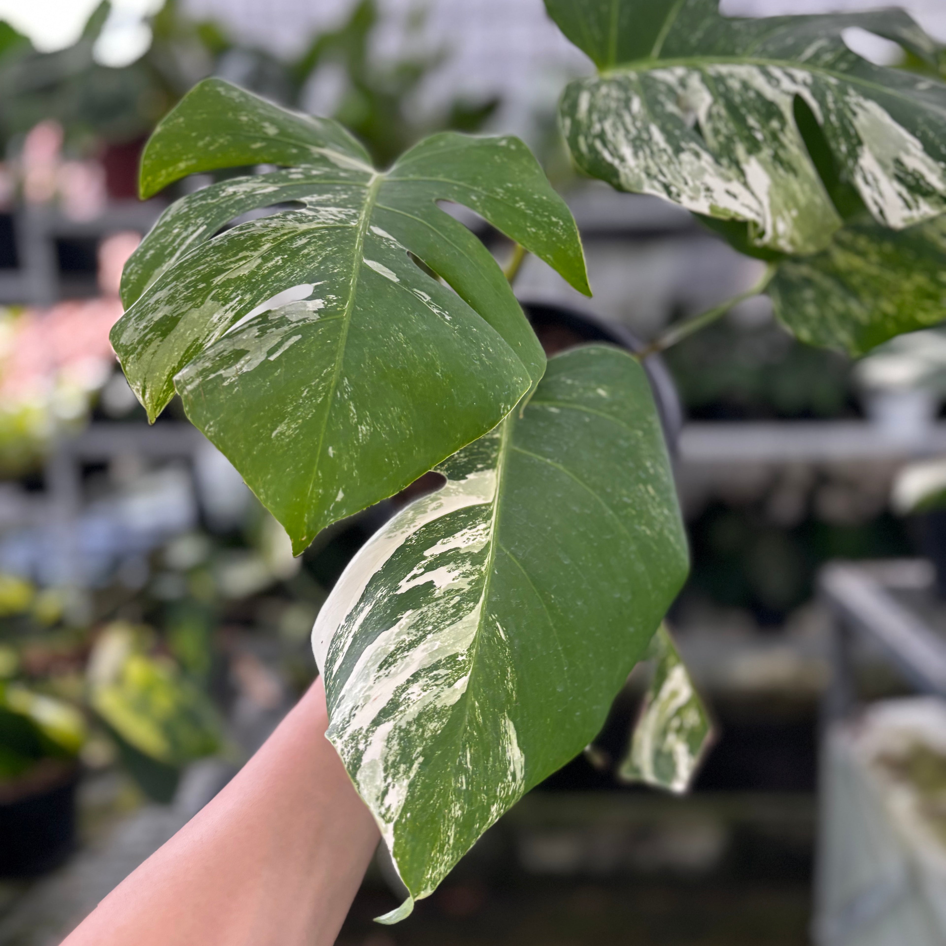 RP27-9 Monstera Albo Variegated
