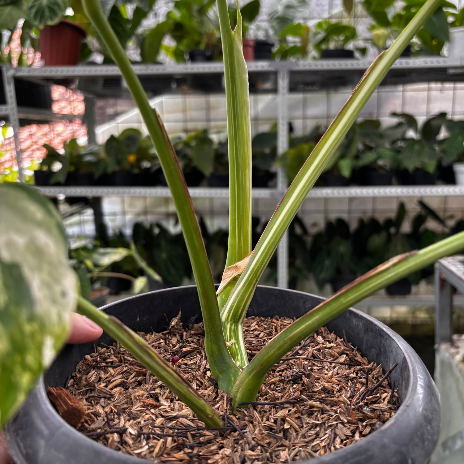 RP27-9 Monstera Albo Variegated
