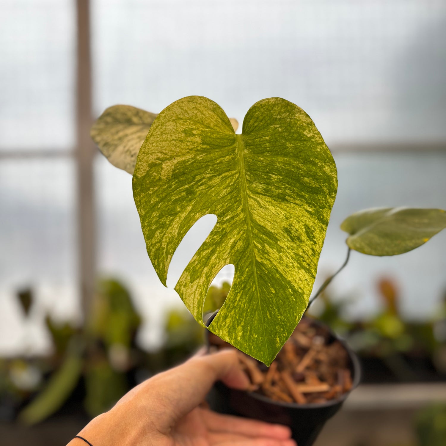 RP35-8 Monstera Silver Star