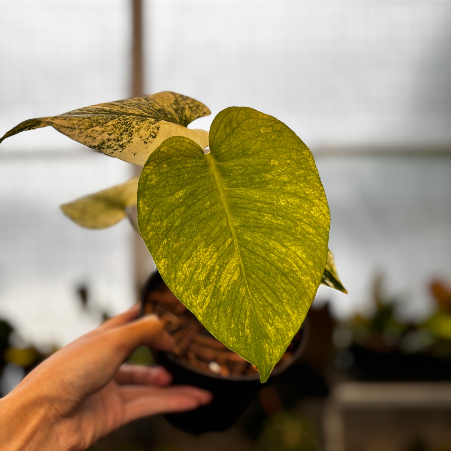 RP36-8 Monstera Silver Star