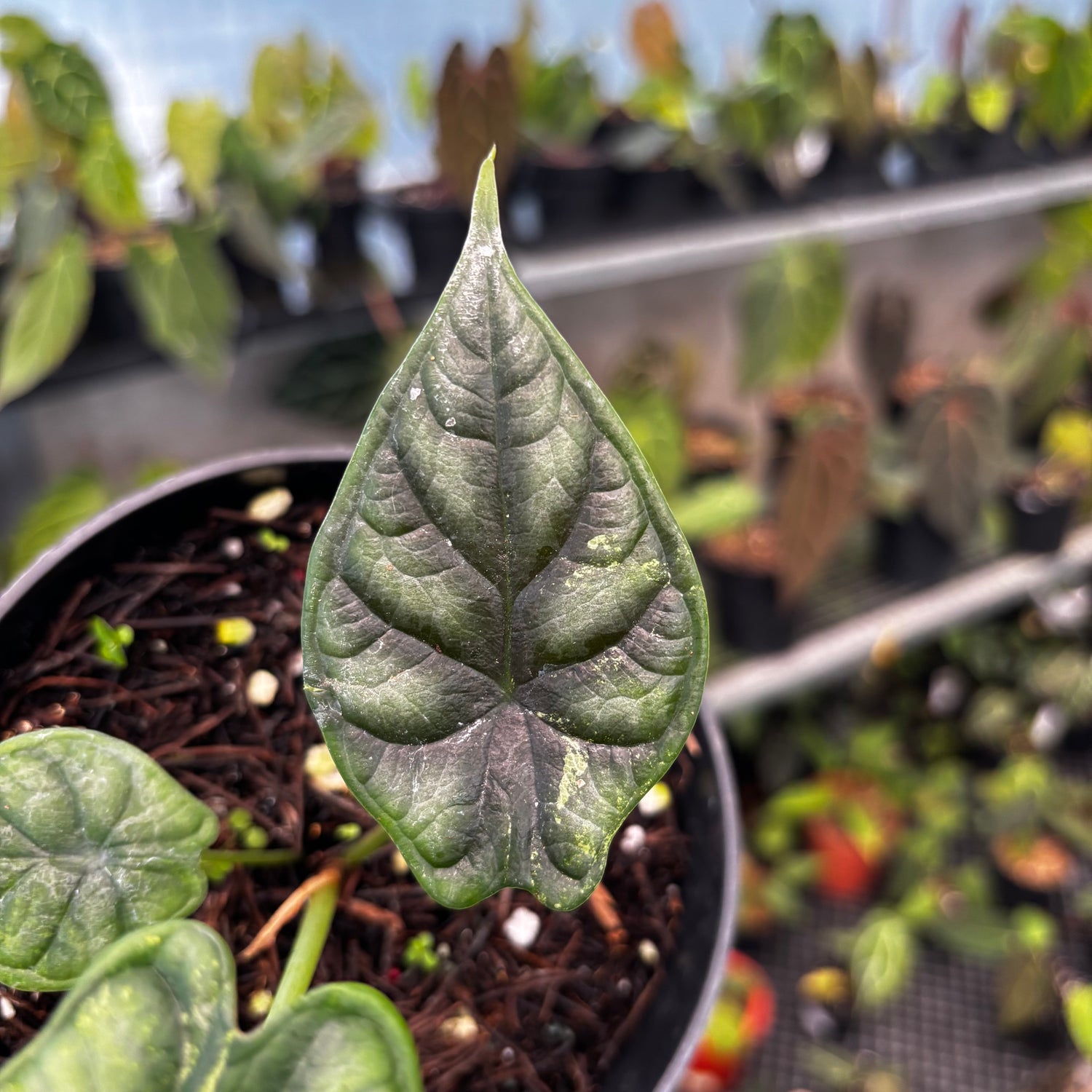 RP41-8 Alocasia Dragon Scale Variegated