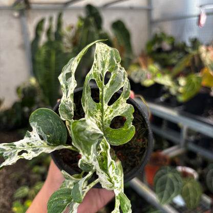 Monstera Adansoni Mottled