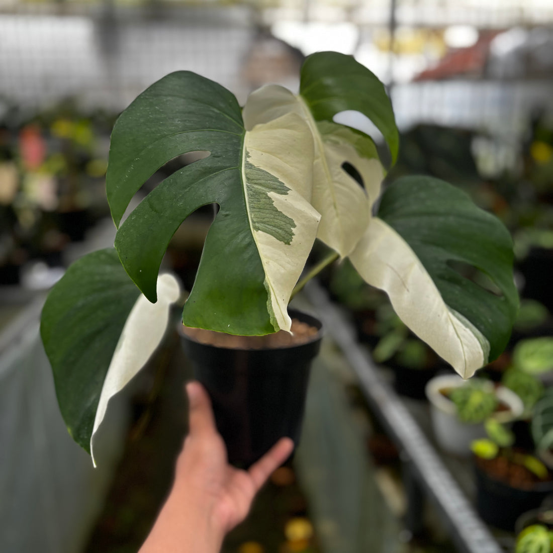 Monstera Albo Halfmoon Variegated