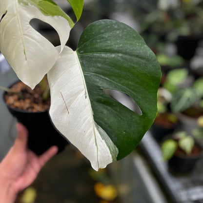 Monstera Albo Halfmoon Variegated