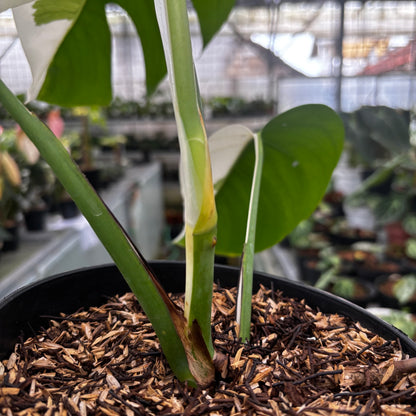 Monstera Albo Halfmoon Variegated