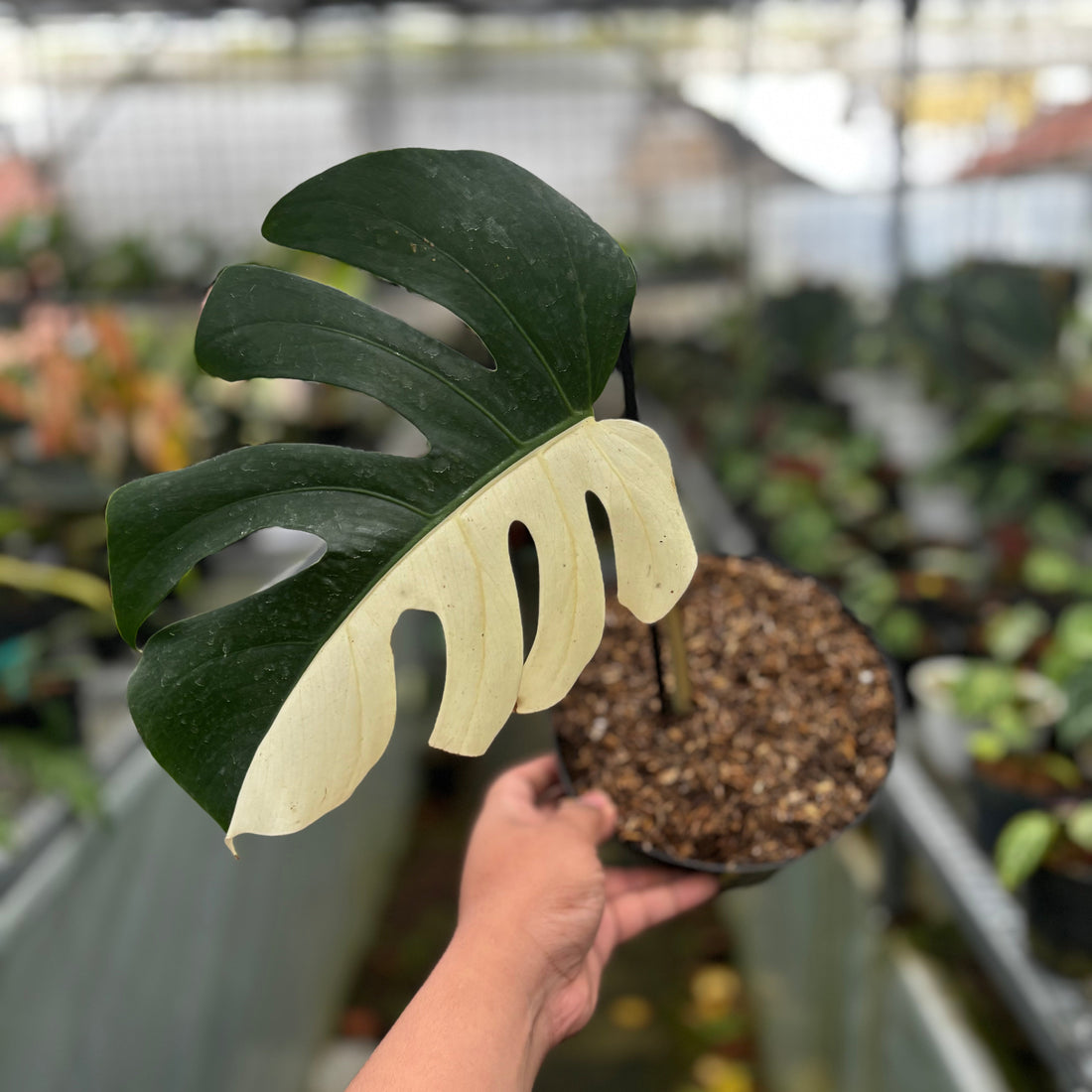 🎁 Monstera Albo Halfmoon Cutting - 1 Leaf (100% off)