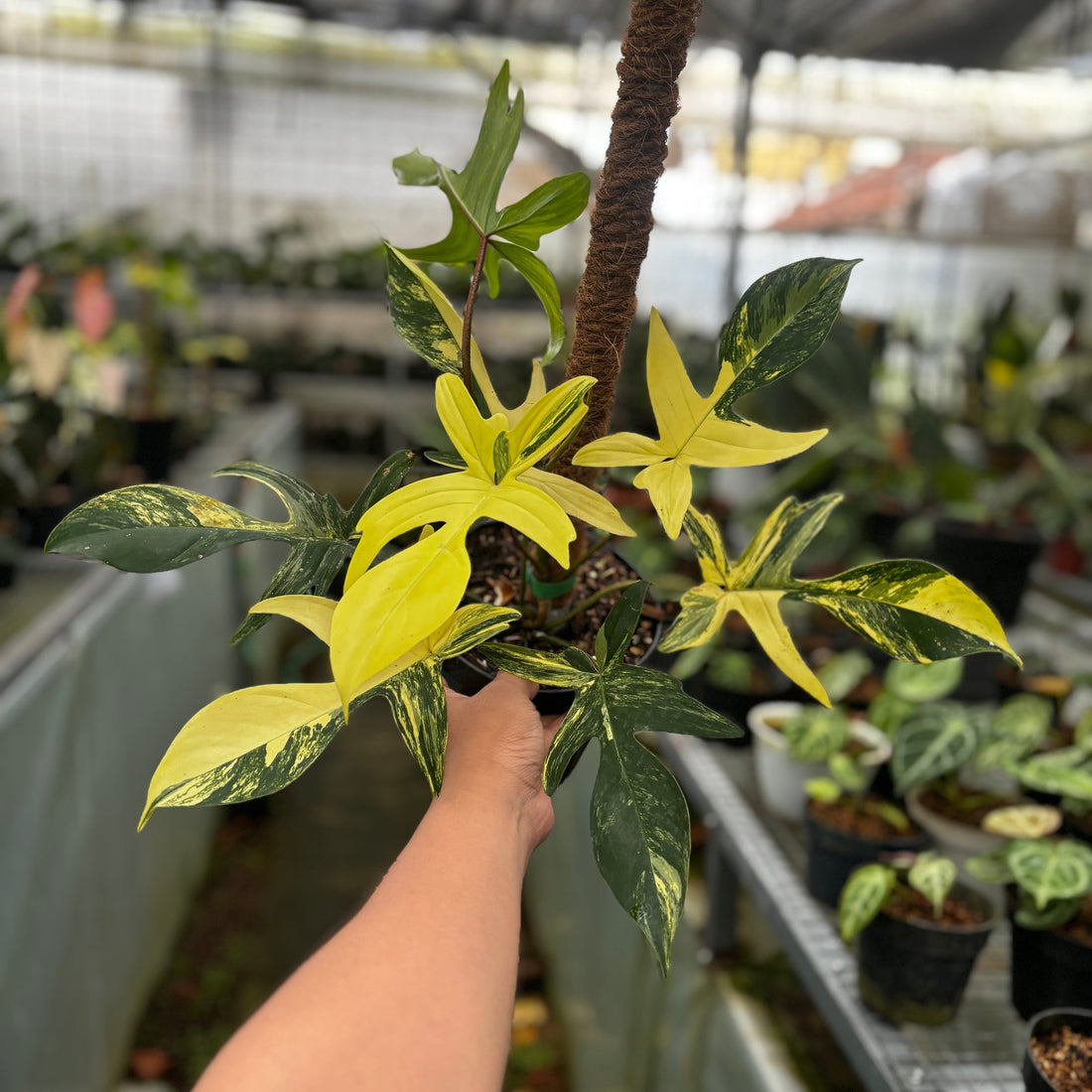 π Philodendron Florida Beauty - Mature size (100% off)