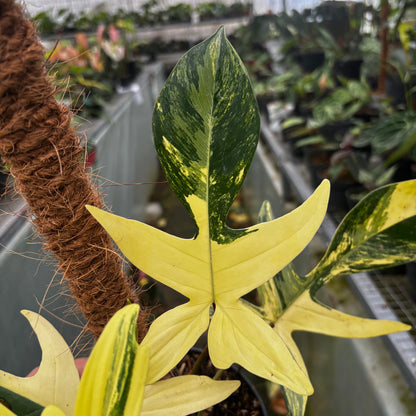 Philodendron Florida Beauty - Mature size