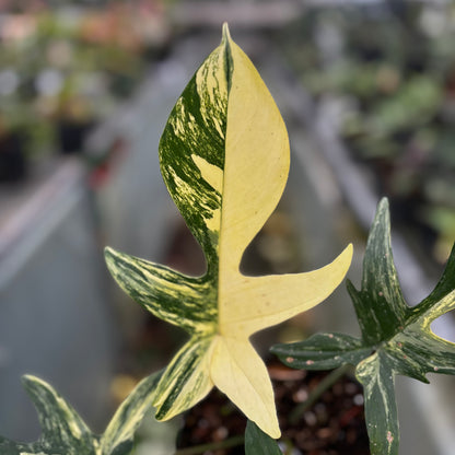 Philodendron Florida Beauty - Mature size