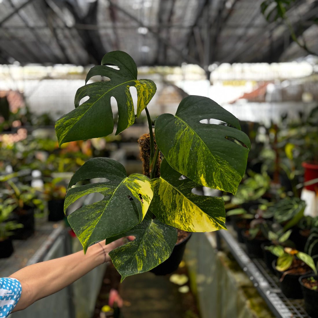 🎁 Monstera Yellow Variegated &quot;Marmorata&quot; Lush (100% off)