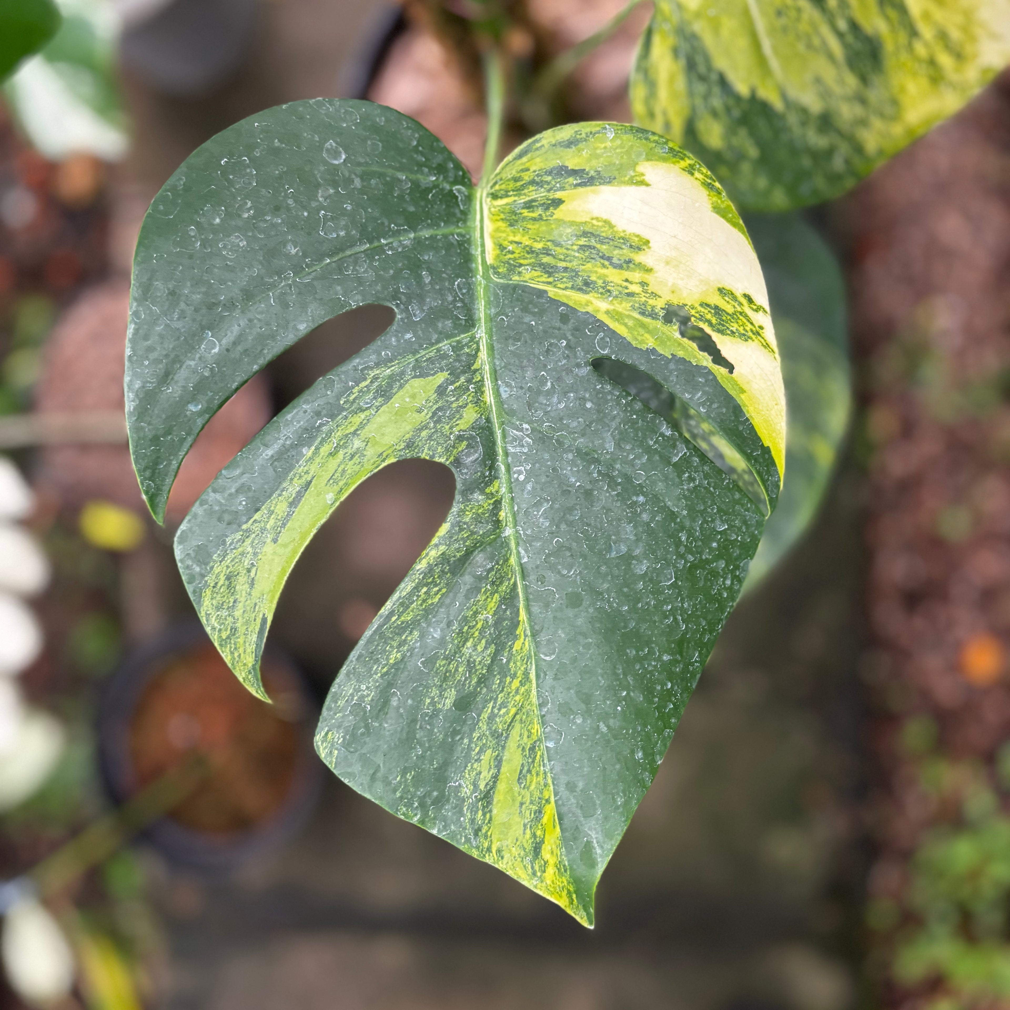 Monstera Yellow Variegated &quot;Marmorata&quot; Lush