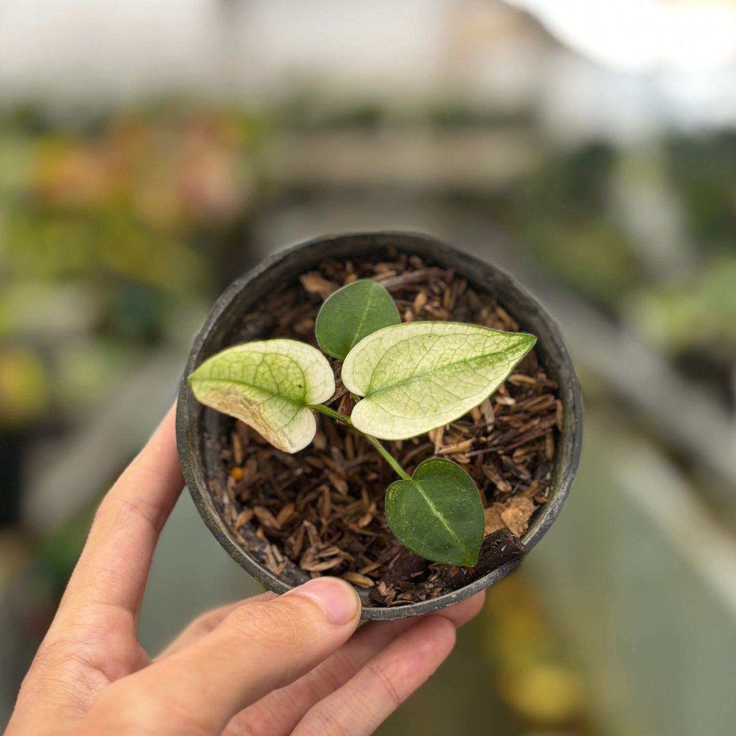 Anthurium Silver Blush White Mint Variegated