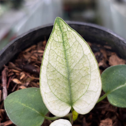 Anthurium Silver Blush White Mint Variegated