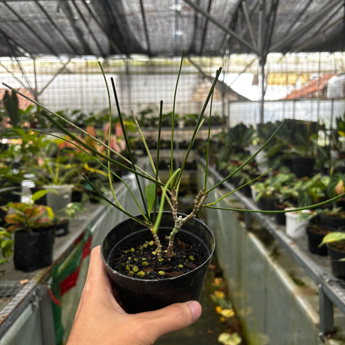 Hoya spartioides