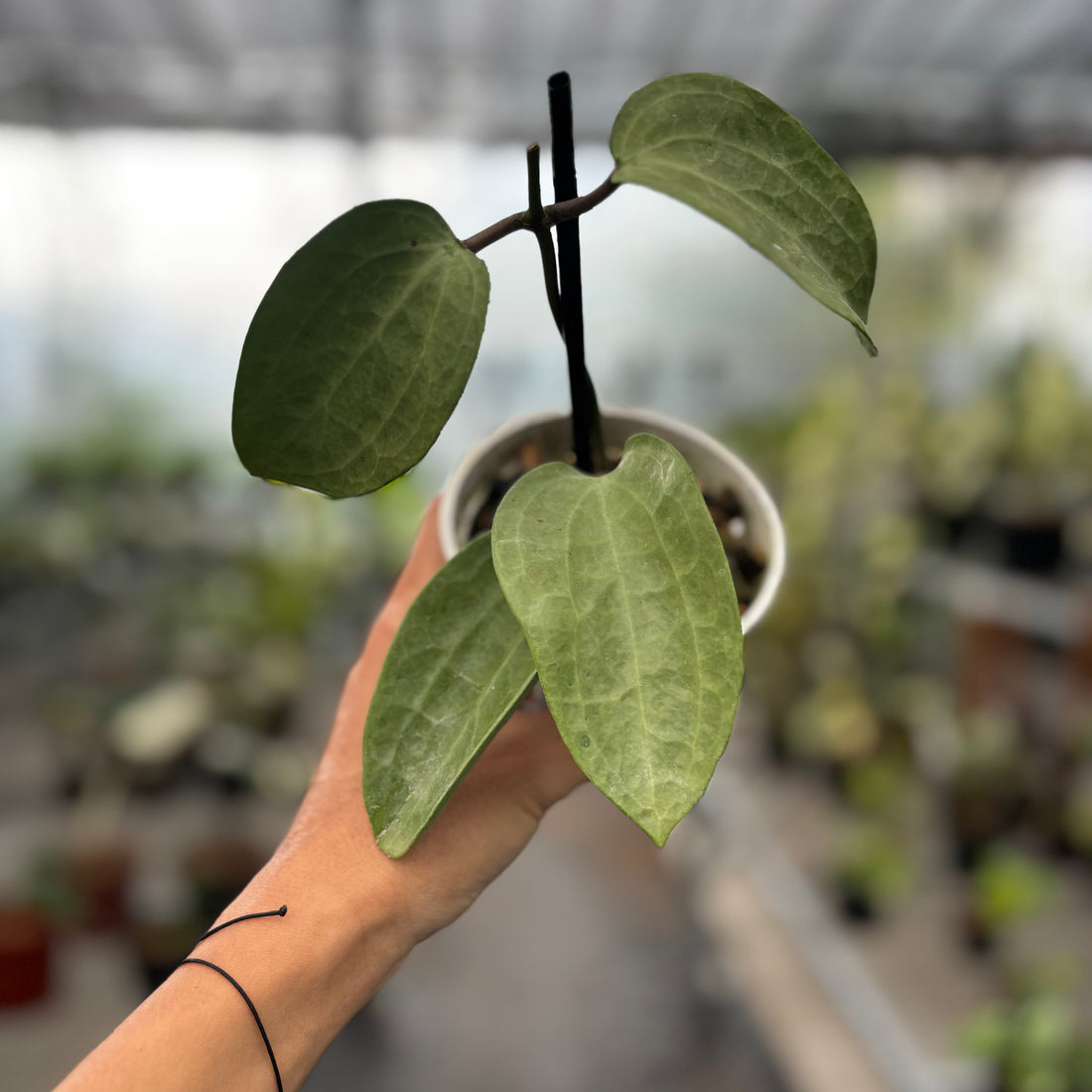 Hoya Latifolia Silver