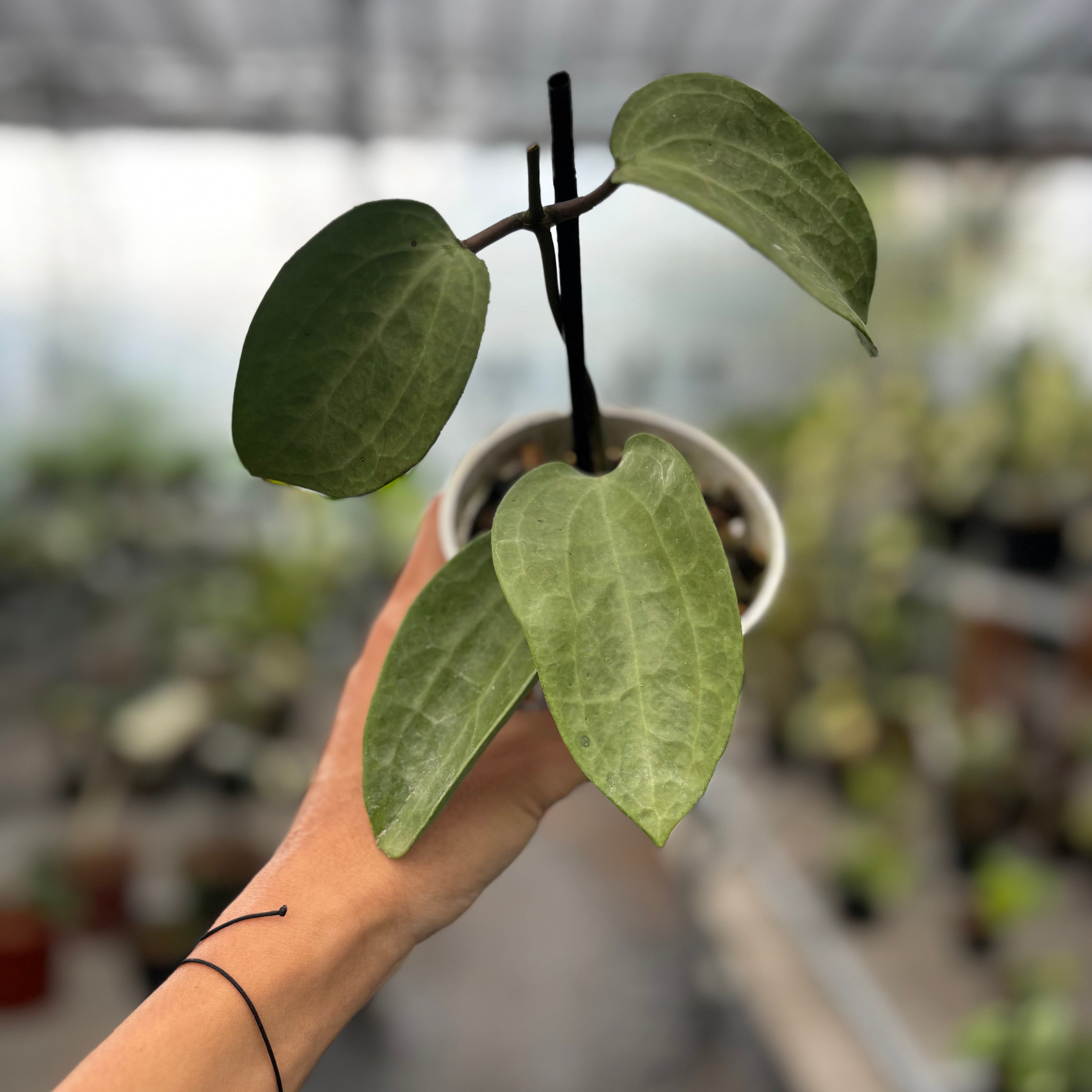 Hoya Latifolia Silver