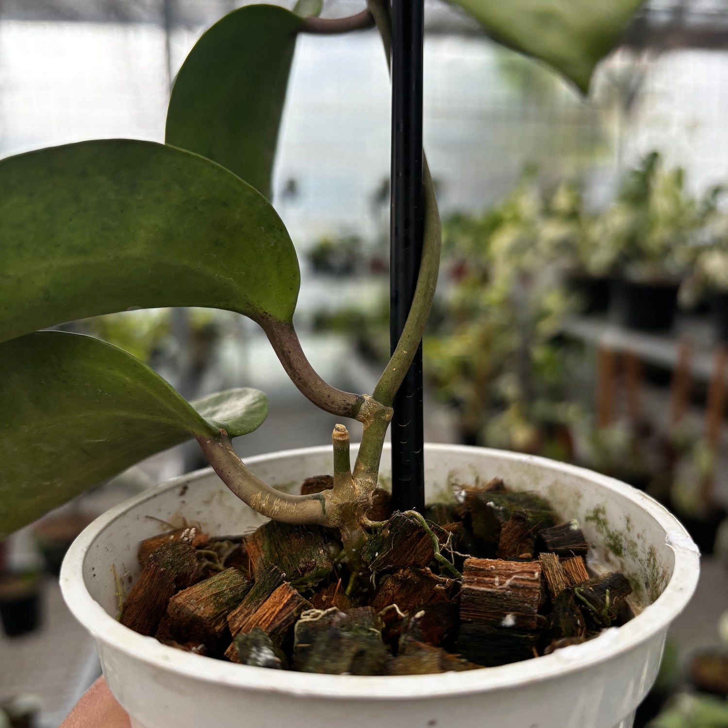 Hoya Latifolia Silver
