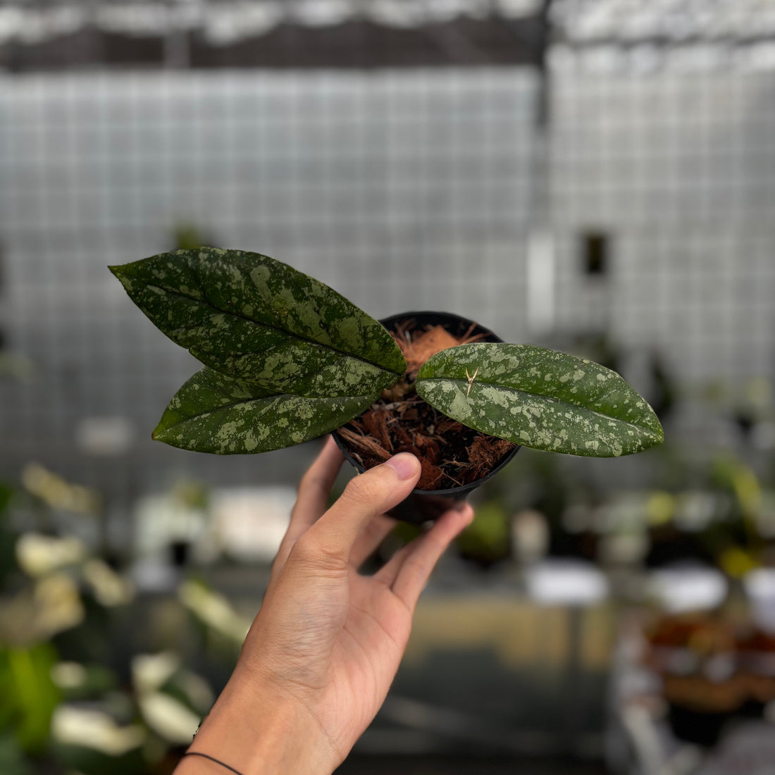 🎁 Hoya Forbesii High Splash (100% off)