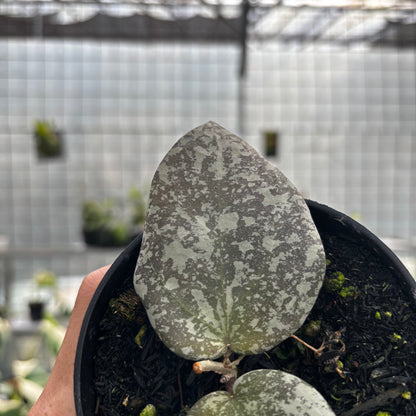Hoya Cinnamomifolia x Imbricata