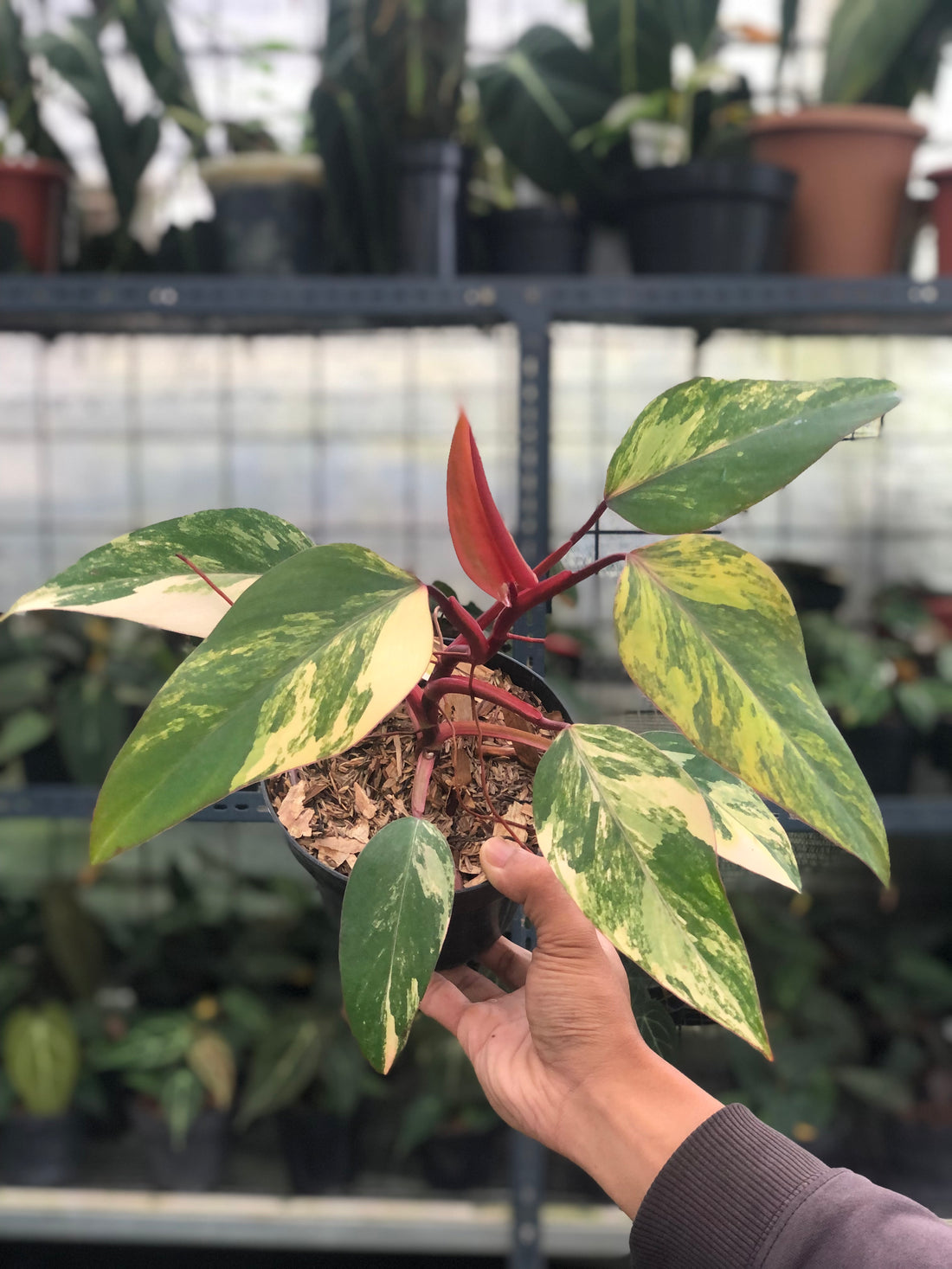 Philodendron Strawberry Shake