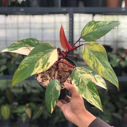 Philodendron Strawberry Shake