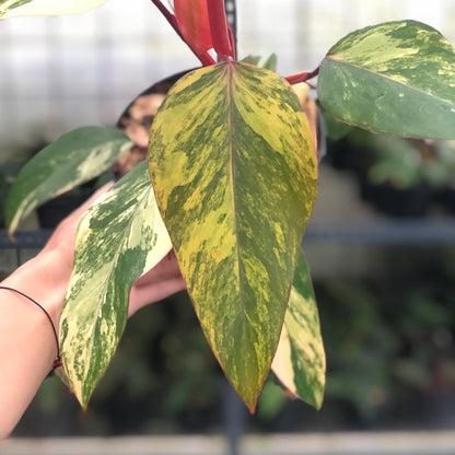 Philodendron Strawberry Shake