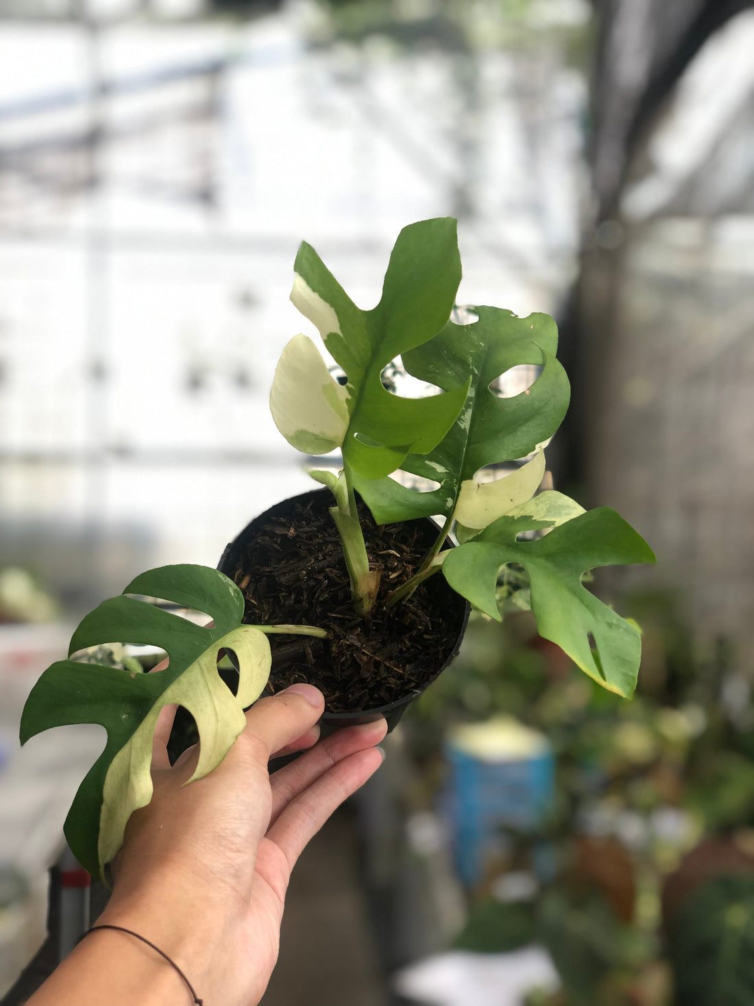 🎁 Rhaphidophora Tetrasperma Variegated (100% off)