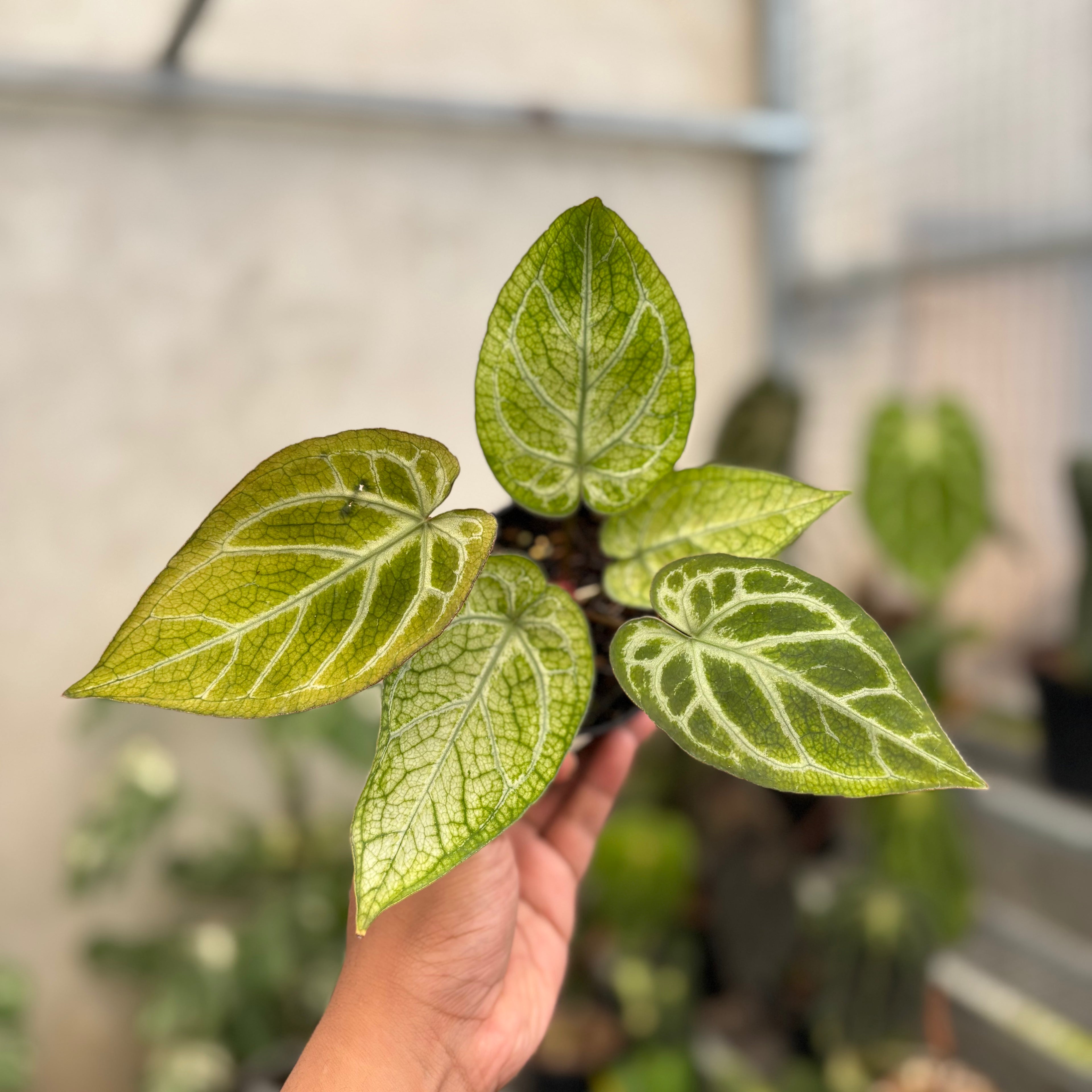 Anthurium Papi Variegated x Bvit Zara Michelle