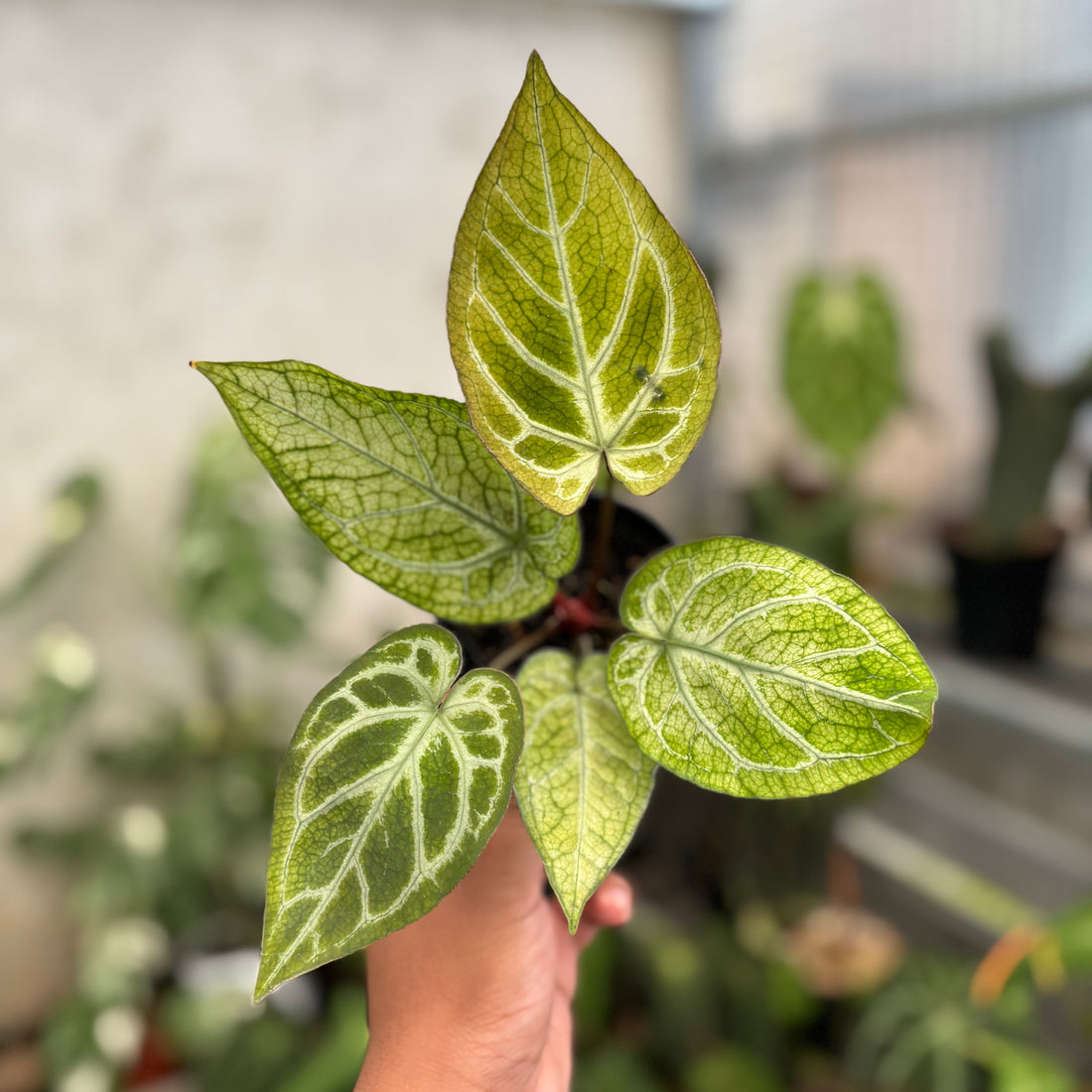 Anthurium Papi Variegated x Bvit Zara Michelle