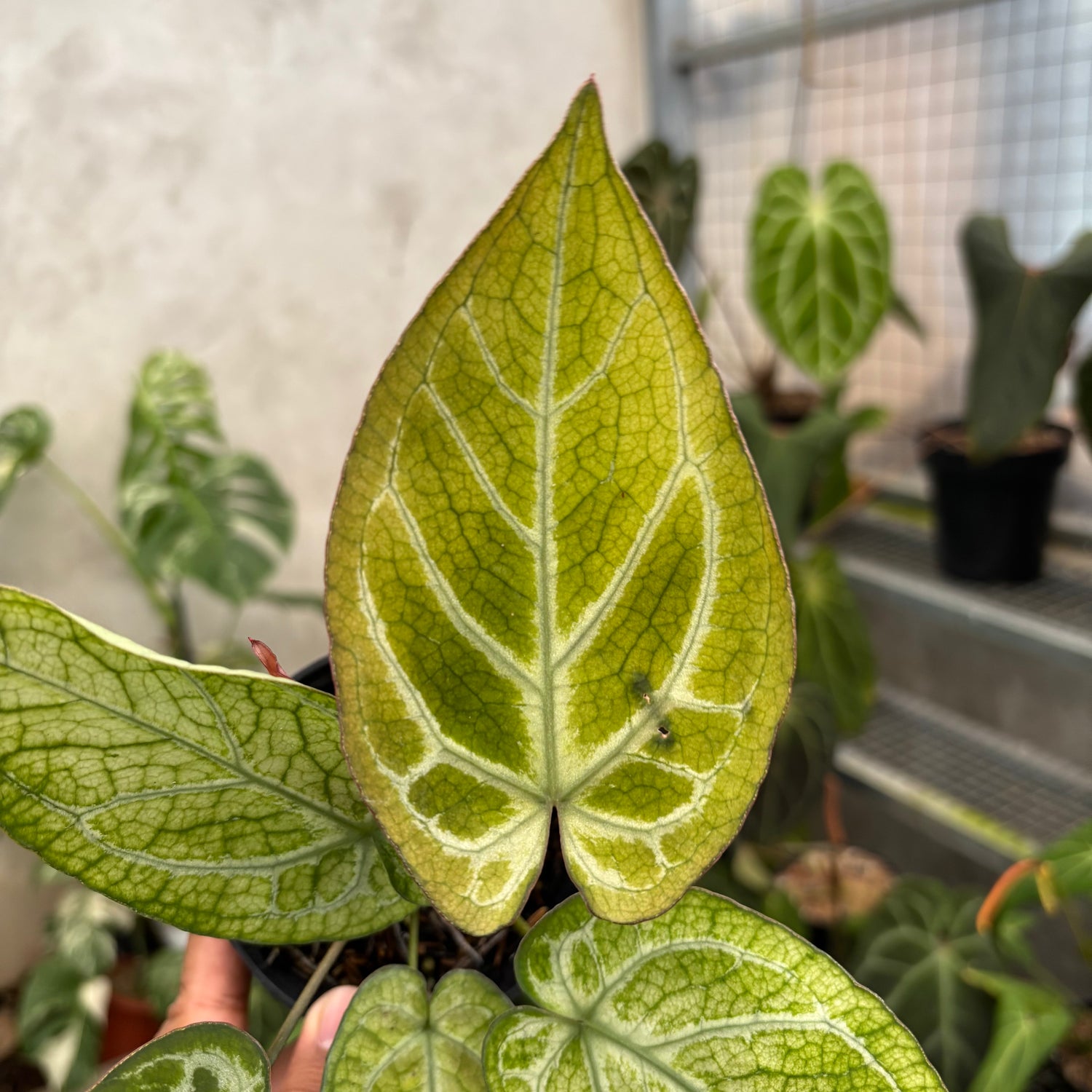 Anthurium Papi Variegated x Bvit Zara Michelle