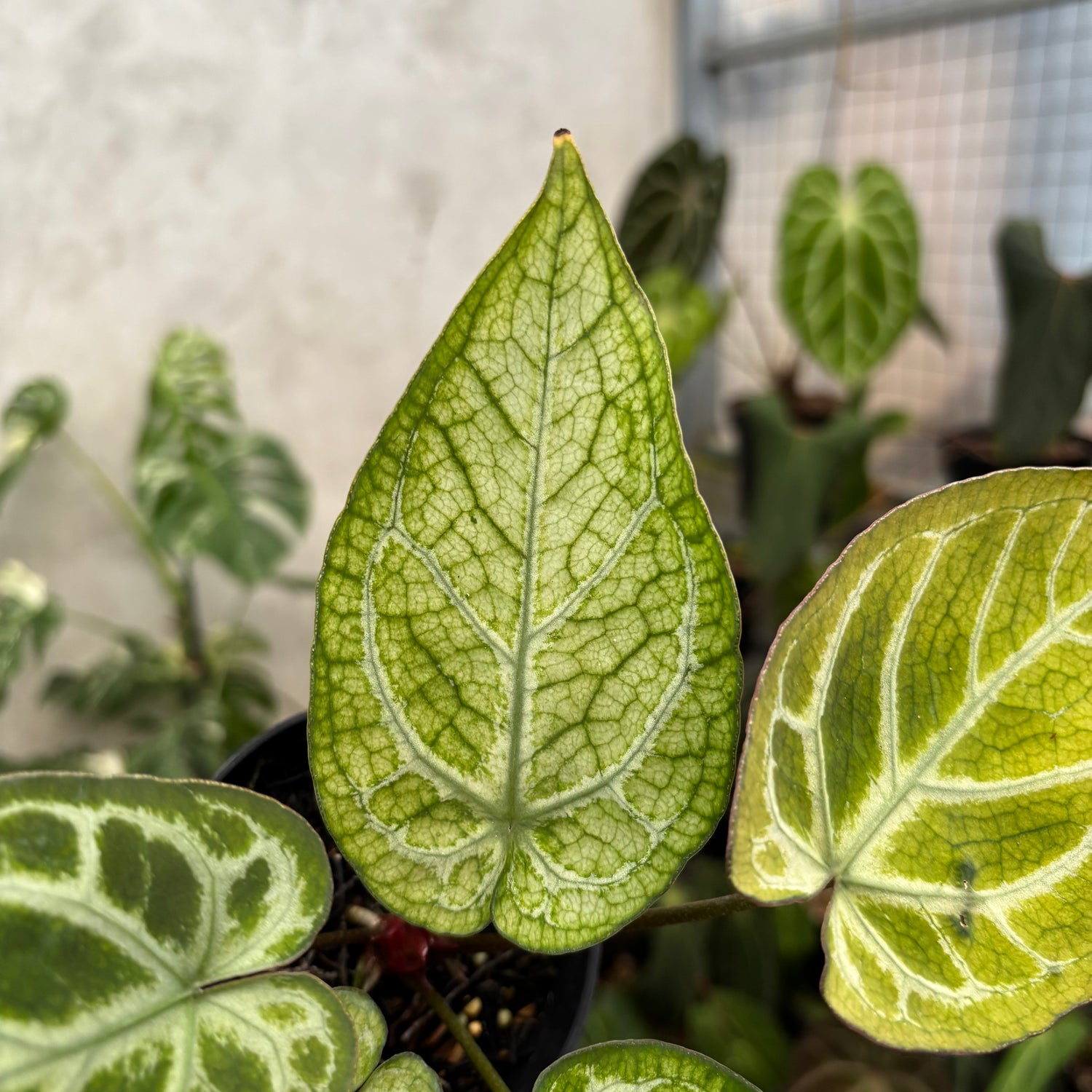 Anthurium Papi Variegated x Bvit Zara Michelle
